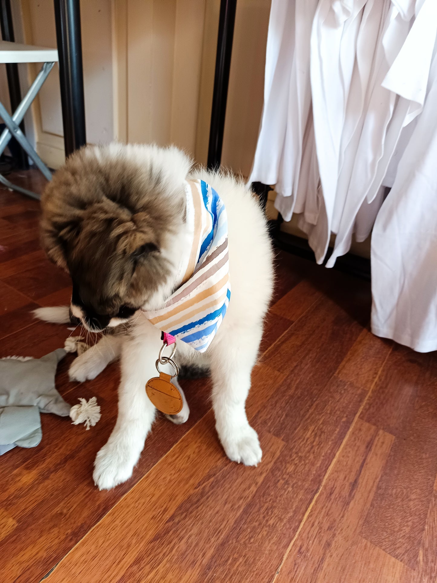 Sailor Pup Set ⚓🐶🎀