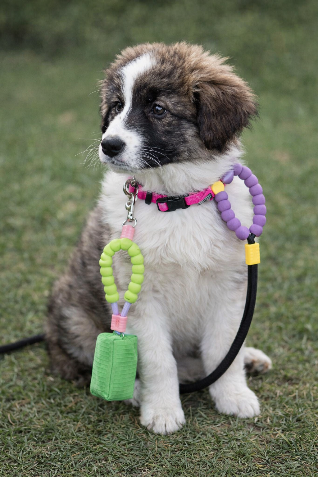 Tousa Hands-Free Walk Leash