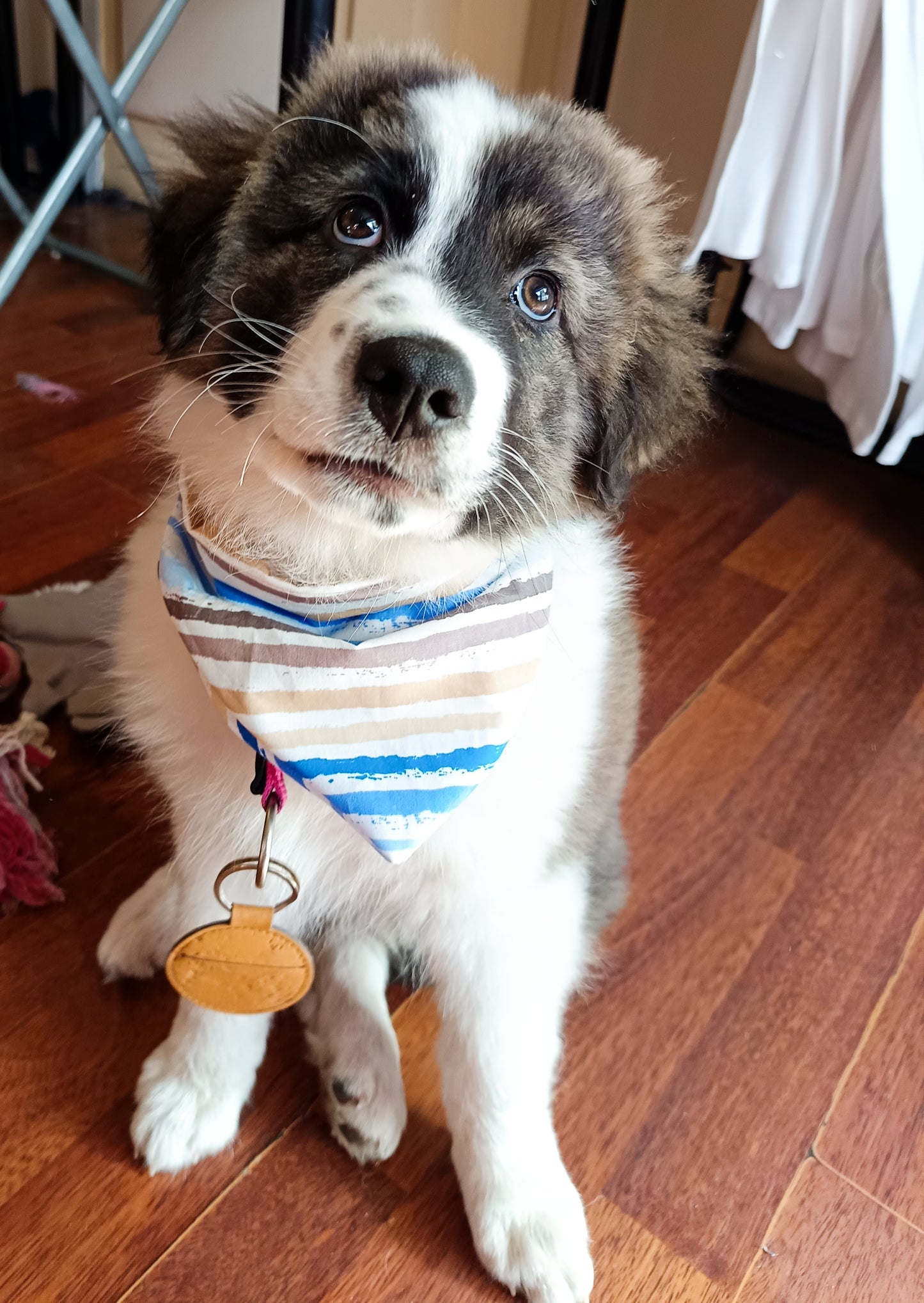 Sailor Pup Set ⚓🐶🎀